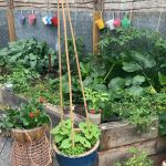 Green Hearted Living